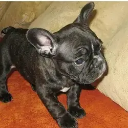 12 weeks old French bulldog puppies
