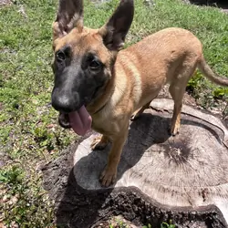 Belgian Malinois X Puppy - JUDE