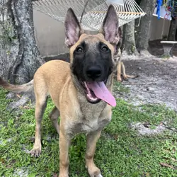 Belgian Malinois X Puppy - ESTHER