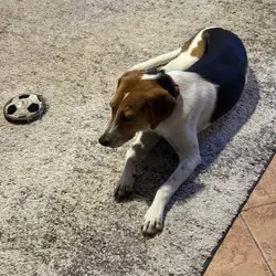 Young Hound Dog