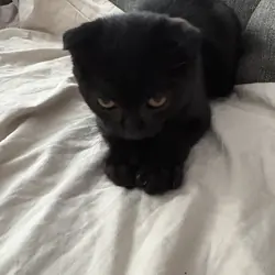 Scottish fold kittens