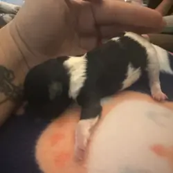 Female Yorkipoo