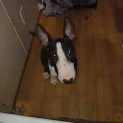 Bull Terrier