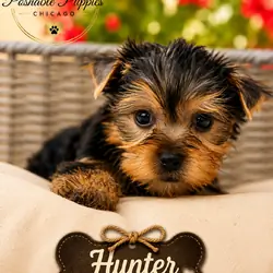 Yorkie puppies