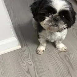 3yr old shih tzu
