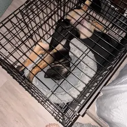 German shepherd puppy