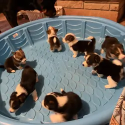 Puppy’s Corgi FurBabys