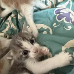 Kittens for sale