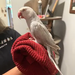 Indian Ringneck