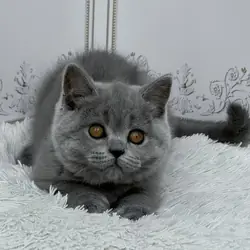 Hi, I'm Teddy British Shorthair boy