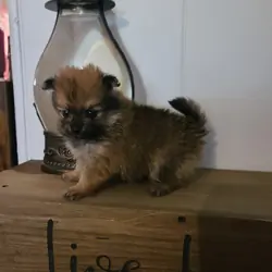 Stunning CKC Registered Pomeranian Puppies
