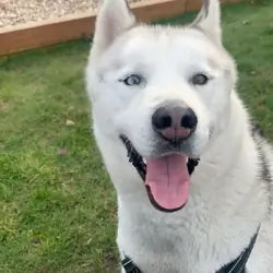 Male, Siberian Husky, 8 years old