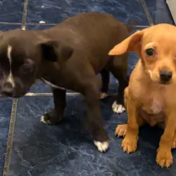 Puppies chihuahua mix