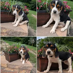 Walker Beagle X