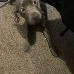 Blue Nose PitBull Pup