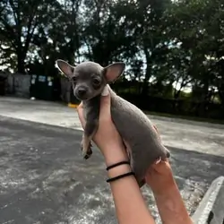 Purebred Blue Chihuahua Male Puppy 🐾