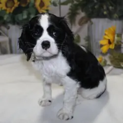King Charles Puppies