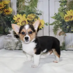 Corgi Puppies