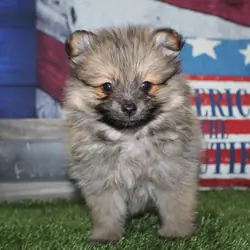 Pomeranian Puppies