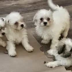 Puppies