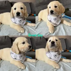 Golden retriever puppies