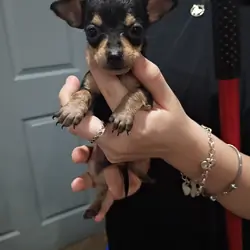 Puppies