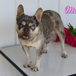 Dillon Male French Bulldog