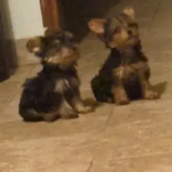 Two Baby Yorkies For sale
