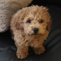 16 Week Old Toy Poodle Puppy