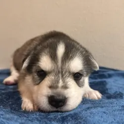 Shepsky Puppies