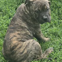 Male Brindle Pit/Cane Corso