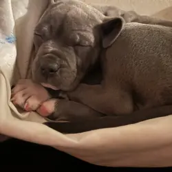 Puppy