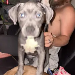 Puppy’s