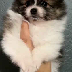 Pomeranian Puppies