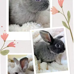 Mini Holland lop/Netherland dwarf bunny