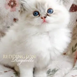 TICA CFA REGISTERED super fluffy Ragdoll kitten