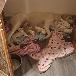 Double Doodle puppies