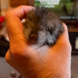 Baby Boy Chinchilla