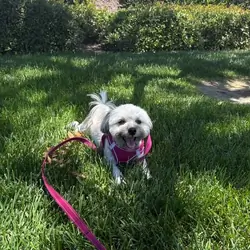 Maltipoo Hypoallergenic Dog