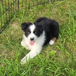 AKC REG AUSTRALIAN SHEPHERD