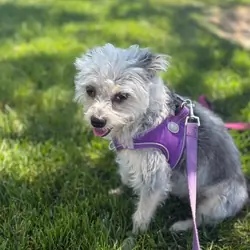 Miniature Schnauzer