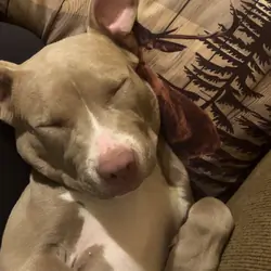 Pitbull Puppy
