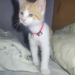Kitten friendly playfull
