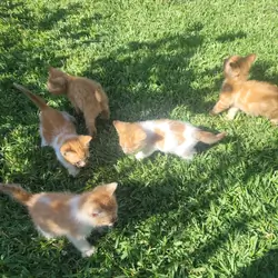 5 Kittens