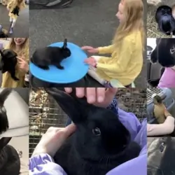 Riley—Social Mini Rex cross bunny