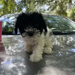 Toy Poodle