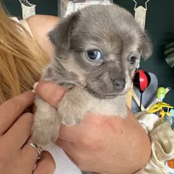🐾Beautiful Chihuahua Puppies 🐾