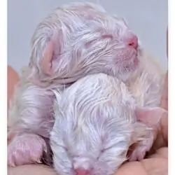 Ragdoll kittens. 8/28/26