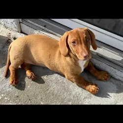 Make 5 month mini Dachshund