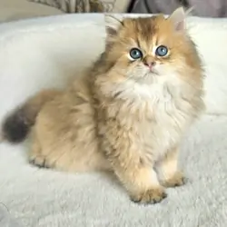 Kittens